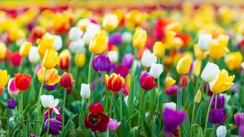 Tulipales en flor Tulipales en flor