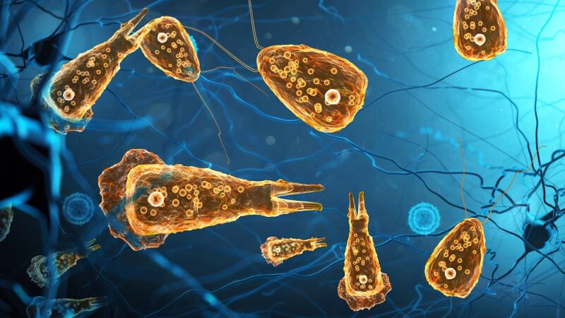 De la ameba comecerebros a la Acanthamoeba, el error de no enjuagar correctamente la nariz