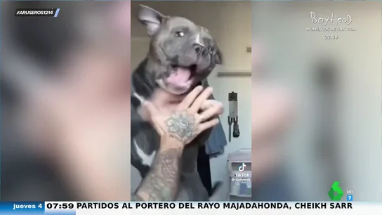 Un perro se enfrenta a su propio dueño por defender al bebé de la casa: "Es un gran guardián de la peque" Un perro se enfrenta a su propio dueño por defender al bebé de la casa: "Es un gran guardián de la peque"