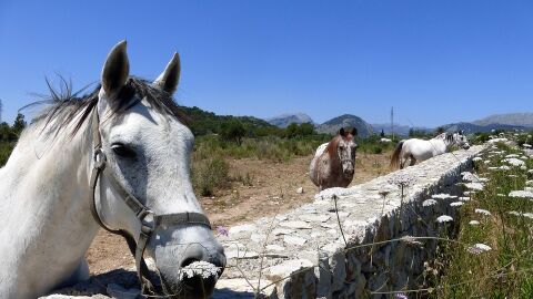 Caballos en Mallorca