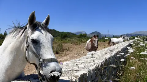 Caballos en Mallorca Caballos en Mallorca