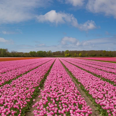Tulipanes en Países Bajos