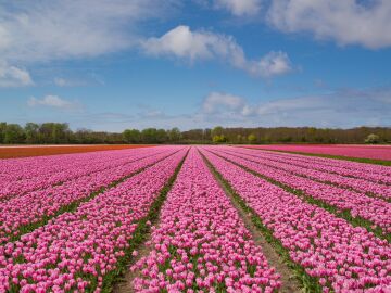 Tulipanes en Países Bajos