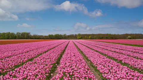 Tulipanes en Países Bajos Tulipanes en Países Bajos