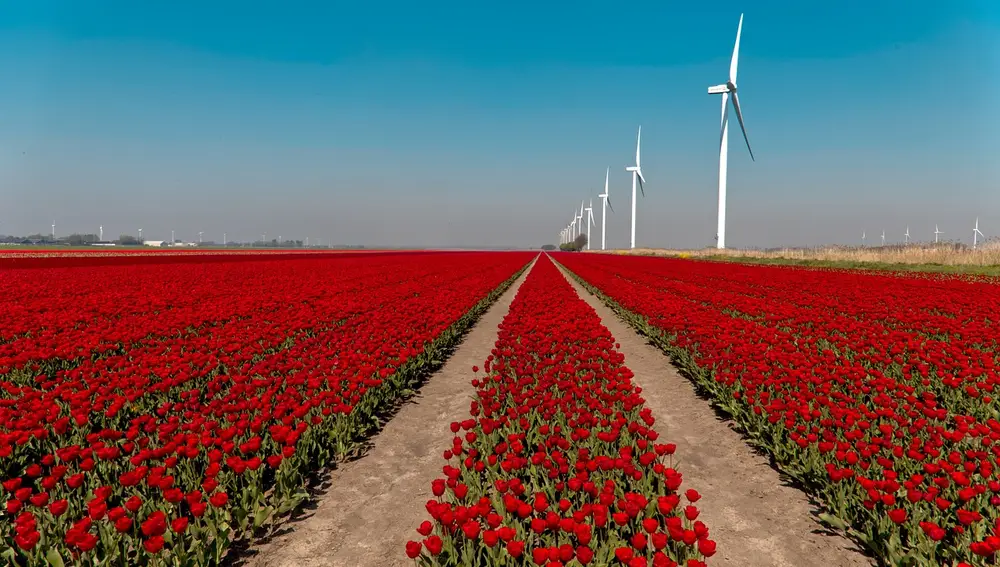 Campos de bulbos de tulipanes en Países Bajos