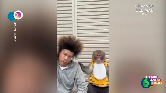 La cómica reacción de un mono cuando su amigo humano descubre su peinado La cómica reacción de un mono cuando su amigo humano descubre su peinado
