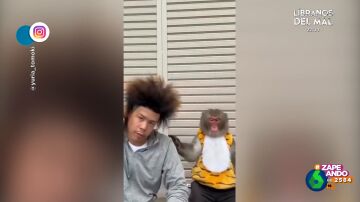 La cómica reacción de un mono cuando su amigo humano descubre su peinado
