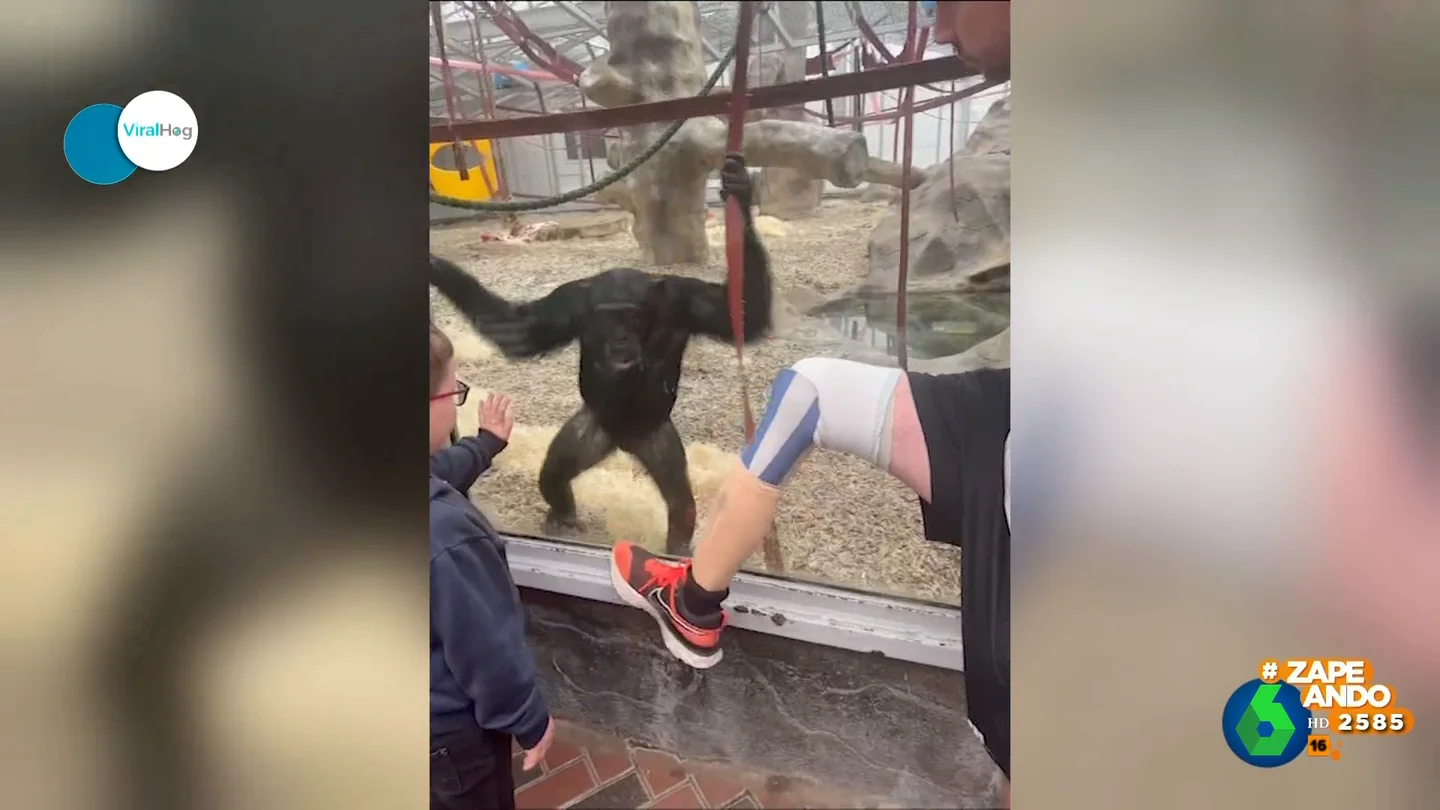 Unos chimpancés se quedan fascinados con una pierna ortopédica en un zoo de Inglaterra Unos chimpancés se quedan fascinados con una pierna ortopédica en un zoo de Inglaterra
