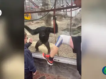 Unos chimpancés se quedan fascinados con una pierna ortopédica en un zoo de Inglaterra