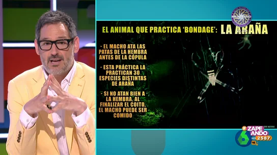 La curiosa práctica de un tipo de arañas: "Es un '50 sombras de Grey' versión arácnida" La curiosa práctica de un tipo de arañas: "Es un '50 sombras de Grey' versión arácnida"