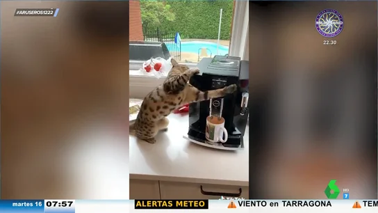 Viral gato cafetero Viral gato cafetero