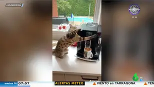 Viral gato cafetero