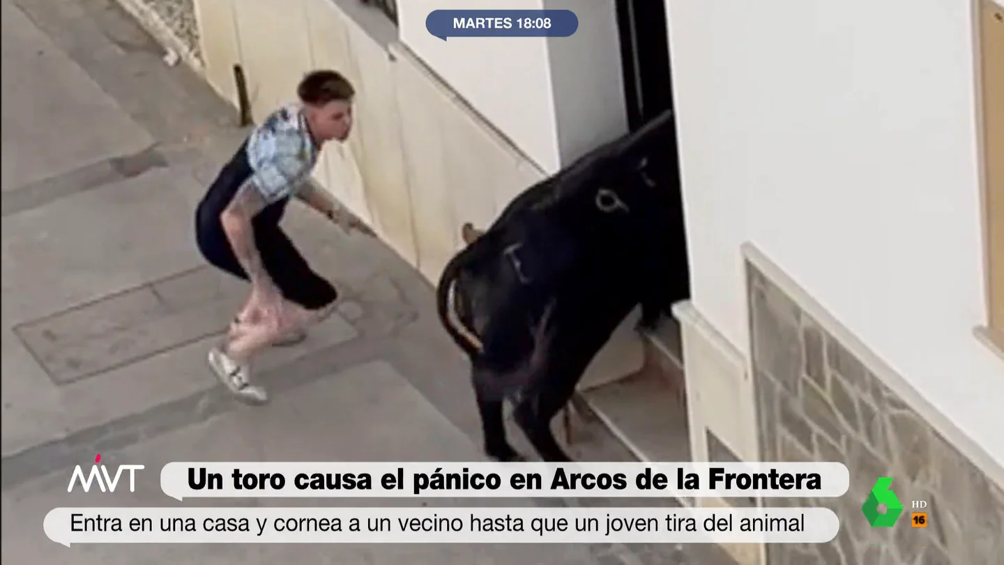toros toros