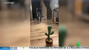 Viral perro vs cactus
