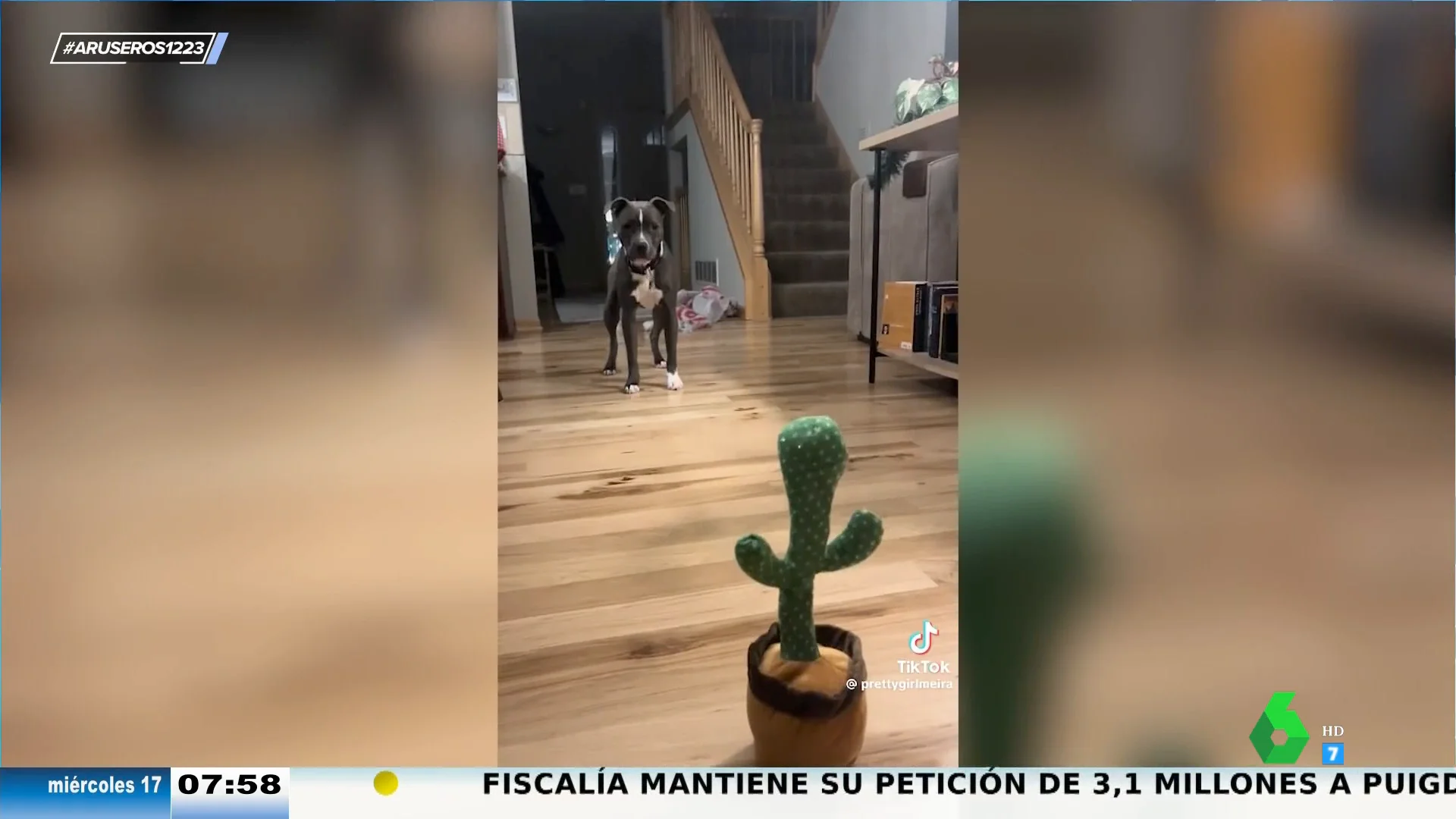 Viral perro vs cactus