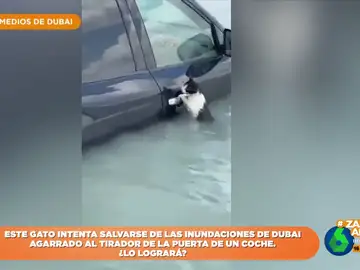 Así intenta salvarse un gato de las inundaciones en Dubái: lo rescatan mientras se agarra a un coche