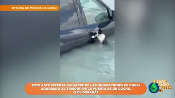 Así intenta salvarse un gato de las inundaciones en Dubái: lo rescatan mientras se agarra a un coche