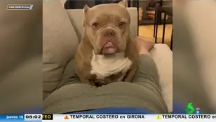 La reacción de un perro cuando su dueño se tira un pedo en su cara
