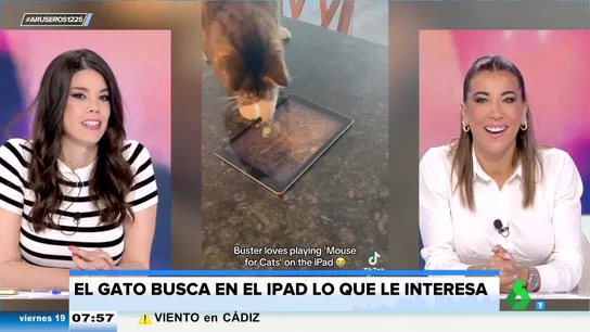 El 'michi gamer': coge una tablet y se pone a jugar a cazar gatos El 'michi gamer': coge una tablet y se pone a jugar a cazar gatos