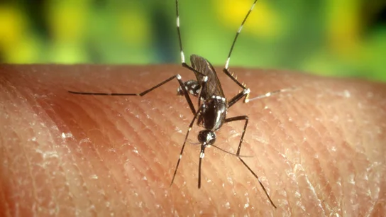 Mosquito "Anopheles quadrimaculatus" En la imagen de archivo, el mosquito "Anopheles quadrimaculatus", portador del virus del Nilo. EFE/Edward McCellan