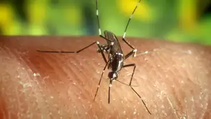 Mosquito &quot;Anopheles quadrimaculatus&quot;