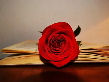 Sant Jordi: un libro y una rosa Sant Jordi: un libro y una rosa