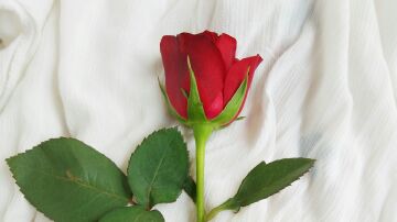 Rosa roja en una foto de archivo.
