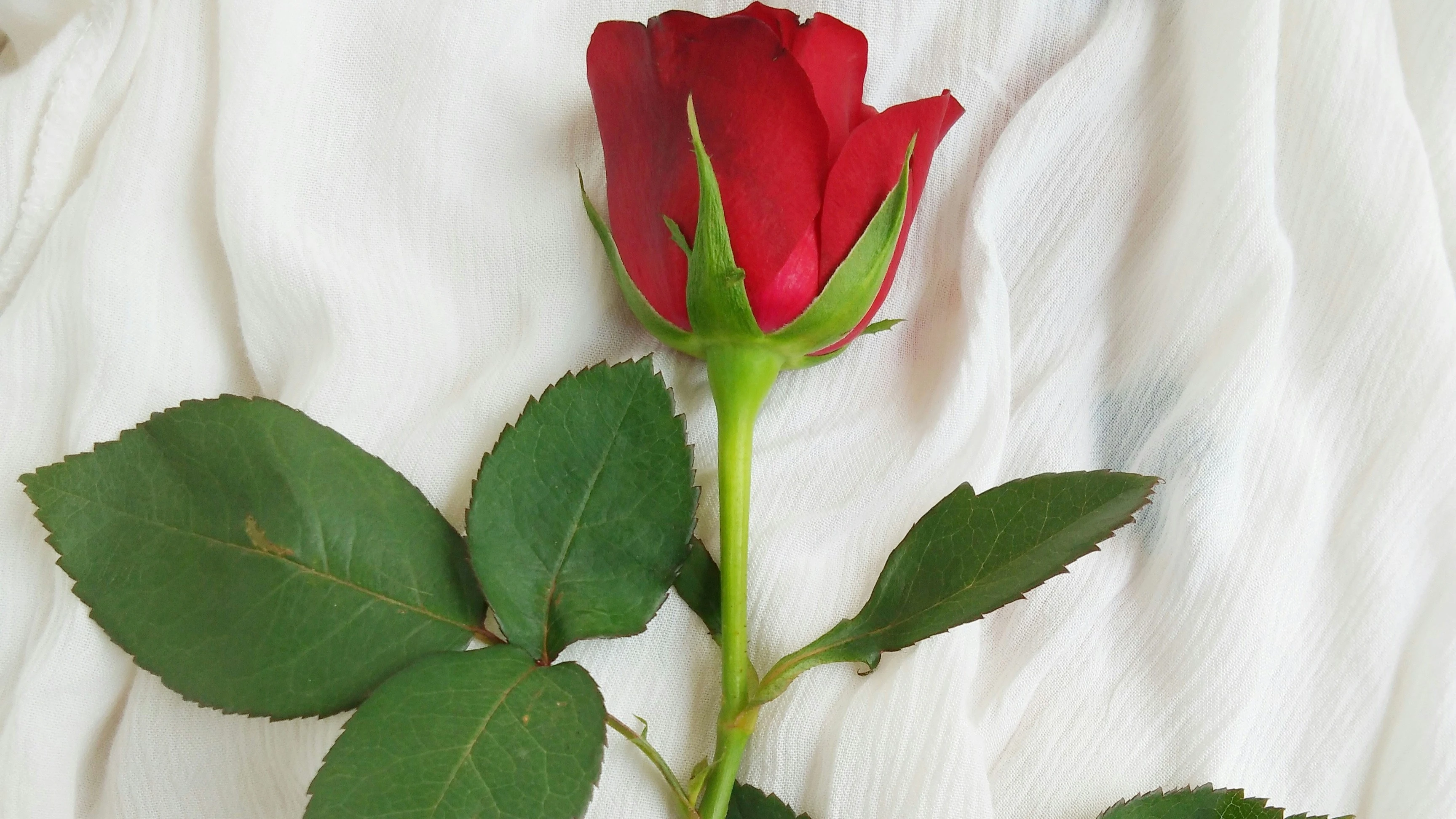 Rosa roja en una foto de archivo.