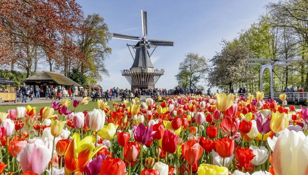 El típico paisaje holandés con molinos y tulipanes