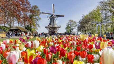 El típico paisaje holandés con molinos y tulipanes