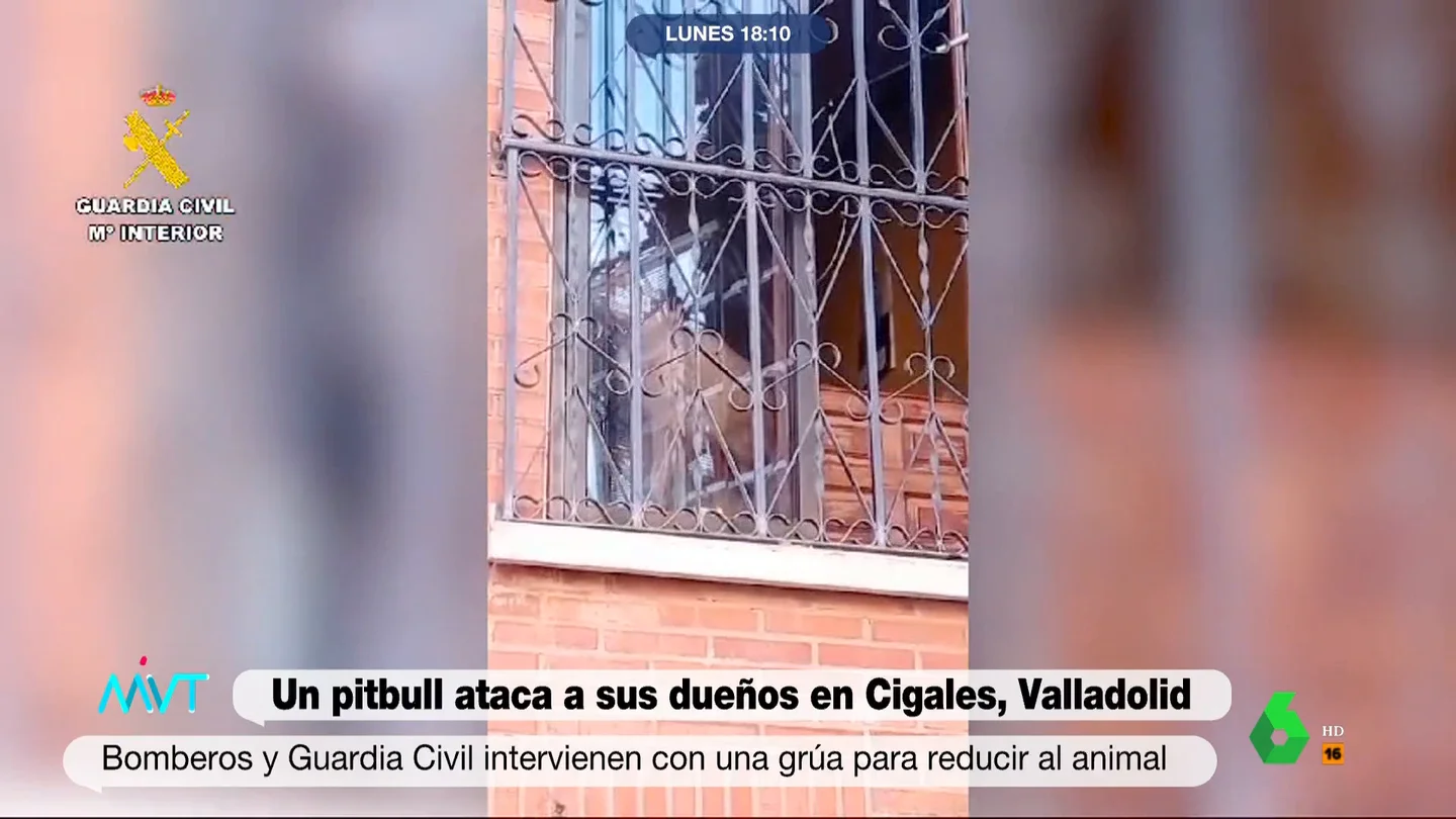 Dos pitbulls matan un bebé de 15 meses y hieren a su madre en Italia Dos pitbulls matan un bebé de 15 meses y hieren a su madre en Italia