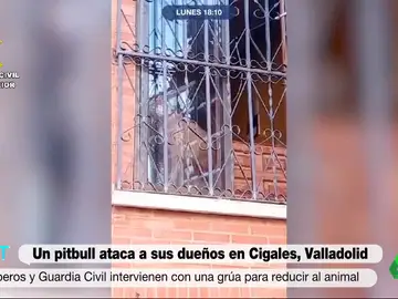 Dos pitbulls matan un bebé de 15 meses y hieren a su madre en Italia