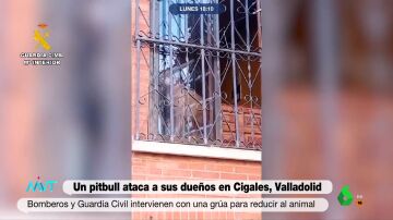 Dos pitbulls matan un bebé de 15 meses y hieren a su madre en Italia