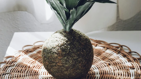 Ejemplar de Kokedama. Ejemplar de Kokedama.