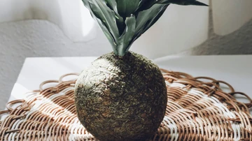 Ejemplar de Kokedama.