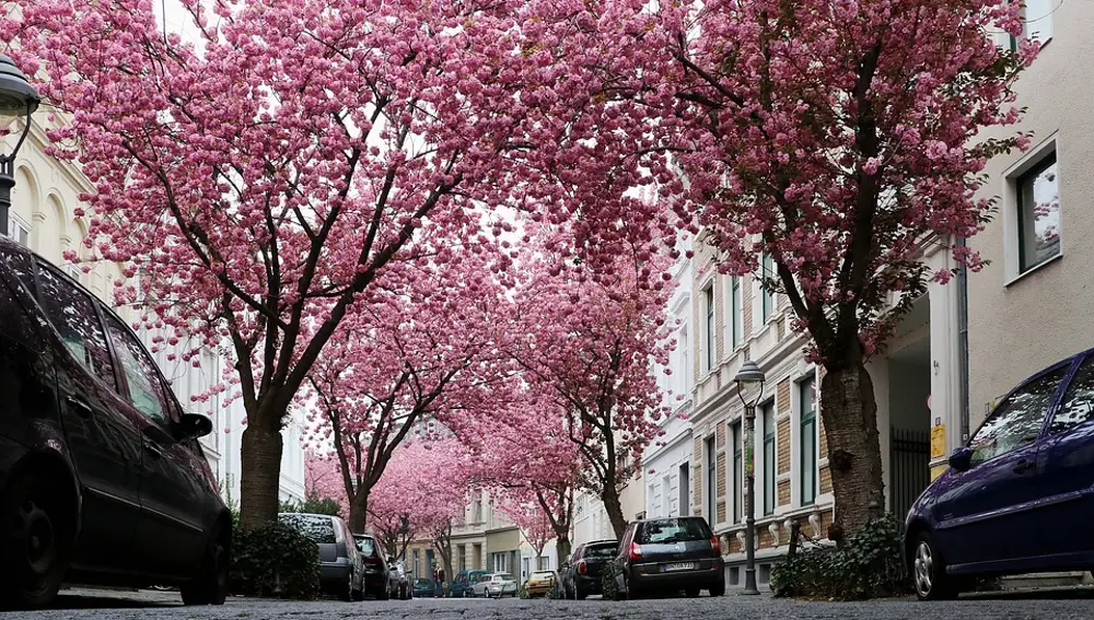 Cherry Bloosom Avenue en Bonn (Alemania)