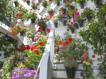 Patio cordobés en primavera Patio cordobés en primavera
