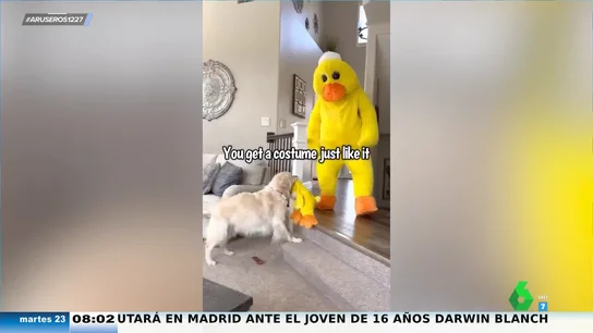La divertida reacción de un perro cuando su dueño se disfraza de su peluche favorito La divertida reacción de un perro cuando su dueño se disfraza de su peluche favorito