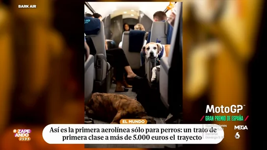 Nace la primera aerolínea para perros con precios desde 5.000 euros el trayecto Nace la primera aerolínea para perros con precios desde 5.000 euros el trayecto