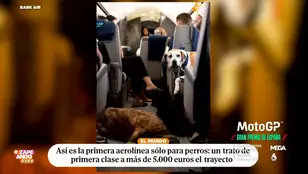 Nace la primera aerolínea para perros con precios desde 5.000 euros el trayecto