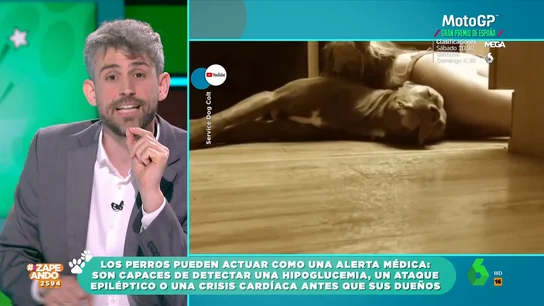 Víctor Algra descubre un 'superpoder' de los perros: pueden detectar enfermedades Víctor Algra descubre un 'superpoder' de los perros: pueden detectar enfermedades