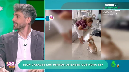 El veterinario Víctor Algra desvela si los perros son capaces de saber qué hora es El veterinario Víctor Algra desvela si los perros son capaces de saber qué hora es