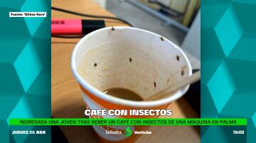 café con insectos