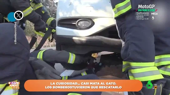 ZAPEANDO: Viral - gato atrapado coche en Madrid ZAPEANDO: Viral - gato atrapado coche en Madrid