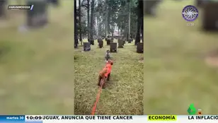 La reacción viral de un perro al pasar por delante de un tumba: &quot;Se vuelve loco como si viera un fantasma&quot;