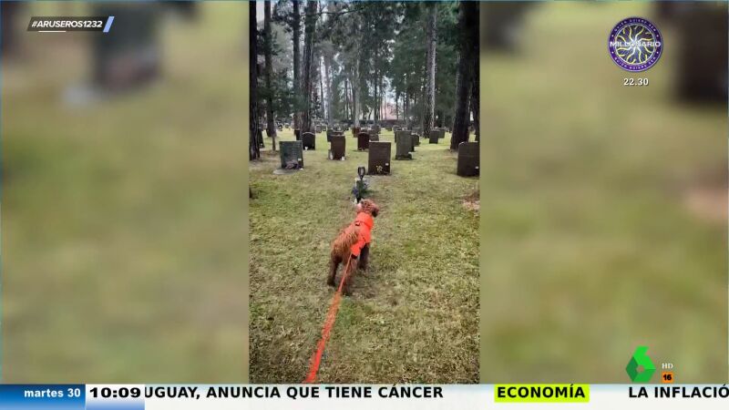La reacción viral de un perro al pasar por delante de un tumba: "Se vuelve loco como si viera un fantasma"