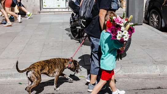 Un niño lleva un ramo de flores de un puesto del Mercado de Flores de Tirso de Molina, a 7 de mayo de 2023, en Madrid (España).  Un niño lleva un ramo de flores de un puesto del Mercado de Flores de Tirso de Molina, a 7 de mayo de 2023, en Madrid (España).