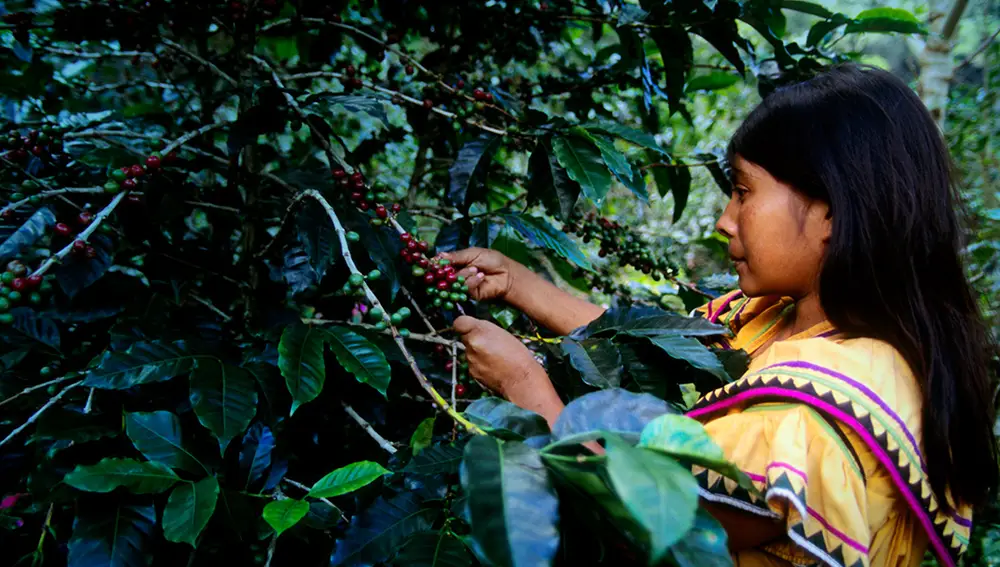Plantación de café en el Valle de Boquete, Panamá