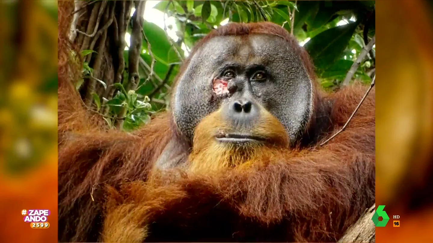 Un orangután sorprende a unos científicos curándose una herida con una planta medicinal Un orangután sorprende a unos científicos curándose una herida con una planta medicinal