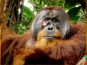 Un orangután sorprende a unos científicos curándose una herida con una planta medicinal
